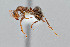  ( - UAIC1052060)  @11 [ ] by (2021) Wendy Moore University of Arizona Insect Collection