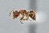  ( - UAIC1052078)  @11 [ ] by (2021) Wendy Moore University of Arizona Insect Collection