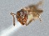  (Liometopum apiculatum - UAIC1052078)  @11 [ ] by (2021) Wendy Moore University of Arizona Insect Collection
