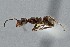  ( - UAIC1052080)  @11 [ ] by (2021) Wendy Moore University of Arizona Insect Collection