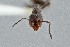  ( - UAIC1052080)  @11 [ ] by (2021) Wendy Moore University of Arizona Insect Collection