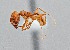  ( - UAIC1052153)  @11 [ ] by (2021) Wendy Moore University of Arizona Insect Collection