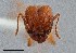  ( - UAIC1052153)  @11 [ ] by (2021) Wendy Moore University of Arizona Insect Collection