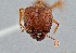  ( - UAIC1052167)  @11 [ ] by (2021) Wendy Moore University of Arizona Insect Collection