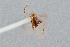  ( - UAIC1052167)  @11 [ ] by (2021) Wendy Moore University of Arizona Insect Collection