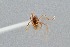  ( - UAIC1052167)  @11 [ ] by (2021) Wendy Moore University of Arizona Insect Collection