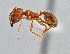 ( - UAIC1052169)  @11 [ ] by (2021) Wendy Moore University of Arizona Insect Collection