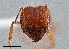  ( - UAIC1052169)  @11 [ ] by (2021) Wendy Moore University of Arizona Insect Collection