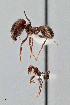  ( - UAIC1052175)  @11 [ ] by (2021) Wendy Moore University of Arizona Insect Collection