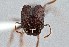  ( - UAIC1052175)  @11 [ ] by (2021) Wendy Moore University of Arizona Insect Collection