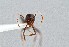  ( - UAIC1052175)  @11 [ ] by (2021) Wendy Moore University of Arizona Insect Collection