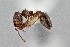  ( - UAIC1052178)  @11 [ ] by (2021) Wendy Moore University of Arizona Insect Collection