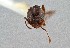  ( - UAIC1052178)  @11 [ ] by (2021) Wendy Moore University of Arizona Insect Collection