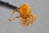  (Solenopsis aurea - UAIC1052222)  @11 [ ] by (2021) Wendy Moore University of Arizona Insect Collection
