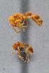  ( - UAIC1052222)  @11 [ ] by (2021) Wendy Moore University of Arizona Insect Collection
