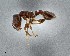  ( - UAIC1052234)  @11 [ ] by (2021) Wendy Moore University of Arizona Insect Collection