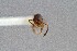  ( - UAIC1052234)  @11 [ ] by (2021) Wendy Moore University of Arizona Insect Collection