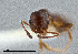  ( - UAIC1052234)  @11 [ ] by (2021) Wendy Moore University of Arizona Insect Collection