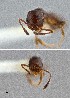  ( - UAIC1052234)  @11 [ ] by (2021) Wendy Moore University of Arizona Insect Collection