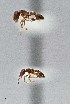  ( - UAIC1052234)  @11 [ ] by (2021) Wendy Moore University of Arizona Insect Collection