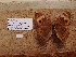  ( - UAIC1064025)  @11 [ ] by (2022) Wendy Moore University of Arizona Insect Collection
