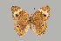  (Junonia pacoma - UAIC1064025)  @11 [ ] by (2022) Wendy Moore University of Arizona Insect Collection