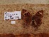  ( - UAIC1064026)  @11 [ ] by (2022) Wendy Moore University of Arizona Insect Collection