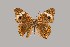  ( - UAIC1064026)  @11 [ ] by (2022) Wendy Moore University of Arizona Insect Collection