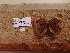  ( - UAIC1064027)  @11 [ ] by (2022) Wendy Moore University of Arizona Insect Collection