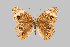  ( - UAIC1064027)  @11 [ ] by (2022) Wendy Moore University of Arizona Insect Collection