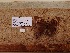  ( - UAIC1064028)  @11 [ ] by (2022) Wendy Moore University of Arizona Insect Collection
