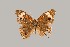  ( - UAIC1064028)  @11 [ ] by (2022) Wendy Moore University of Arizona Insect Collection