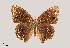  (Junonia nigrosuffusa - UAIC1064036)  @11 [ ] by (2022) Wendy Moore University of Arizona Insect Collection