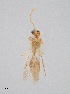  (Odontophotopsis parva - UAIC1064153)  @11 [ ] Unspecified (default): All Rights Reserved (2023) Wendy Moore University of Arizona