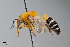  ( - UAIC1128751)  @11 [ ] by (2023) Wendy Moore University of Arizona Insect Collection