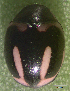  ( - UAIC1128866)  @11 [ ] (by) (2021) Wendy Moore University of Arizona Insect Collection