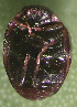 ( - UAIC1128866)  @11 [ ] (by) (2021) Wendy Moore University of Arizona Insect Collection
