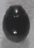  ( - UAIC1128867)  @11 [ ] (by) (2021) Wendy Moore University of Arizona Insect Collection