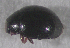  ( - UAIC1128867)  @11 [ ] (by) (2021) Wendy Moore University of Arizona Insect Collection