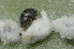  ( - UAIC1128867)  @11 [ ] (by) (2021) Wendy Moore University of Arizona Insect Collection