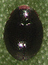  ( - UAIC1128884)  @11 [ ] (by) (2021) Wendy Moore University of Arizona Insect Collection
