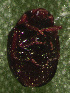  ( - UAIC1128884)  @11 [ ] (by) (2021) Wendy Moore University of Arizona Insect Collection