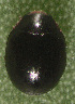  ( - UAIC1128887)  @11 [ ] (by) (2021) Wendy Moore University of Arizona Insect Collection