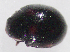  ( - UAIC1128909)  @11 [ ] (by) (2021) Wendy Moore University of Arizona Insect Collection