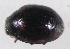  ( - UAIC1128909)  @11 [ ] (by) (2021) Wendy Moore University of Arizona Insect Collection