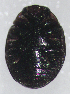  ( - UAIC1128909)  @11 [ ] (by) (2021) Wendy Moore University of Arizona Insect Collection