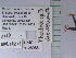  ( - UAIC1128963)  @11 [ ] by (2021) Wendy Moore University of Arizona Insect Collection