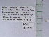  ( - UAIC1128971)  @11 [ ] by (2021) Wendy Moore University of Arizona Insect Collection