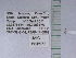  ( - UAIC1128972)  @11 [ ] by (2021) Wendy Moore University of Arizona Insect Collection