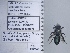  ( - UAIC1135003)  @11 [ ] by (2020) Wendy Moore University of Arizona Insect Collection